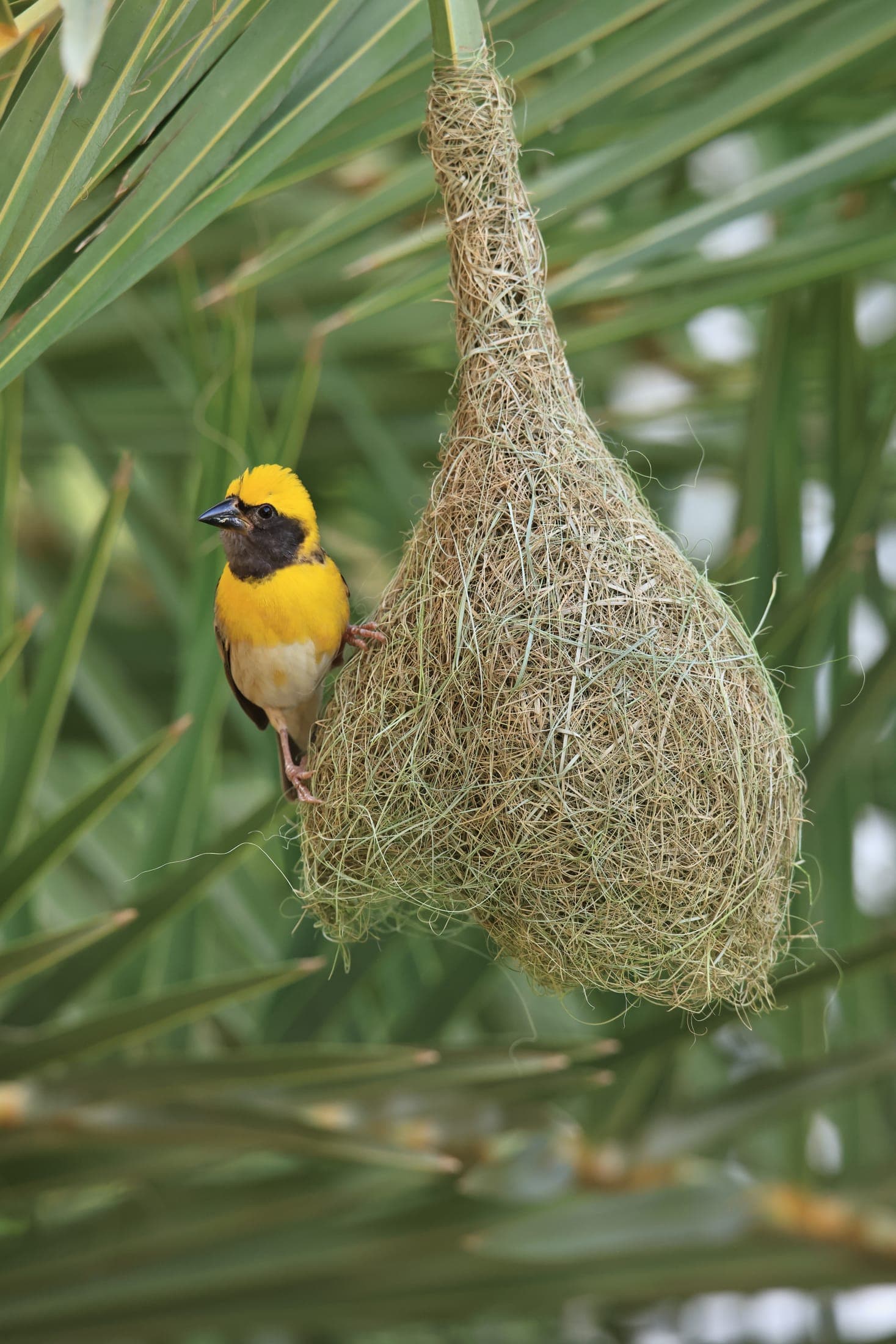 Weaver and nest