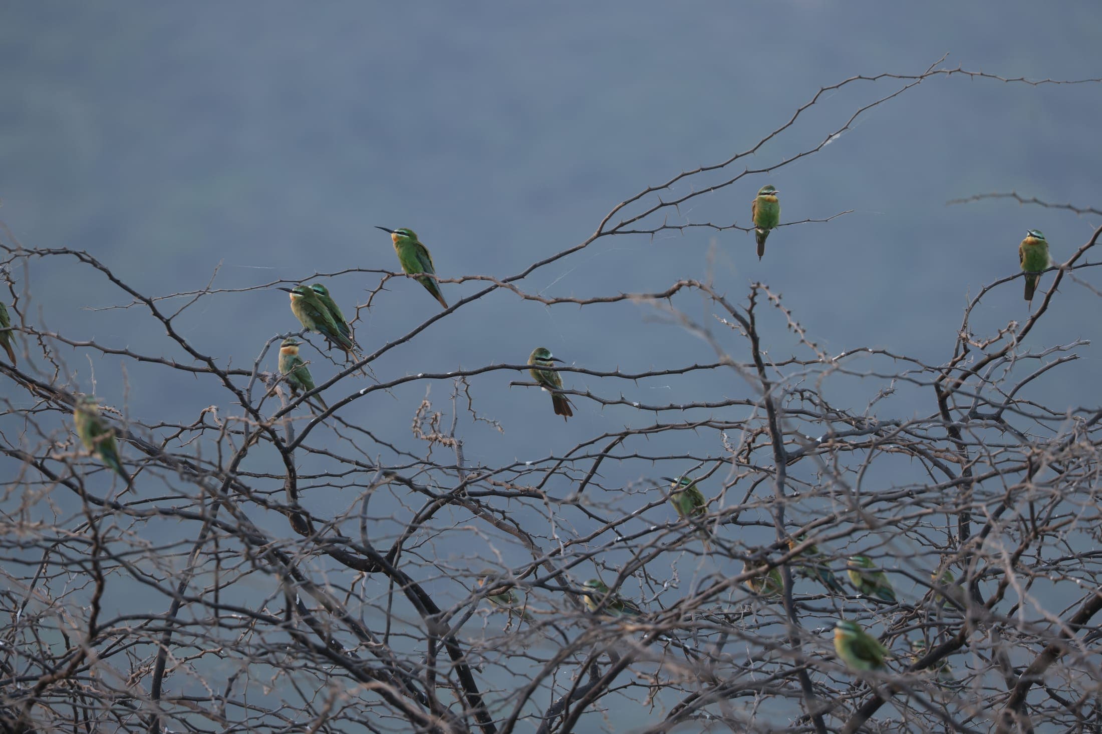 Green bee-eaters — Ajmer