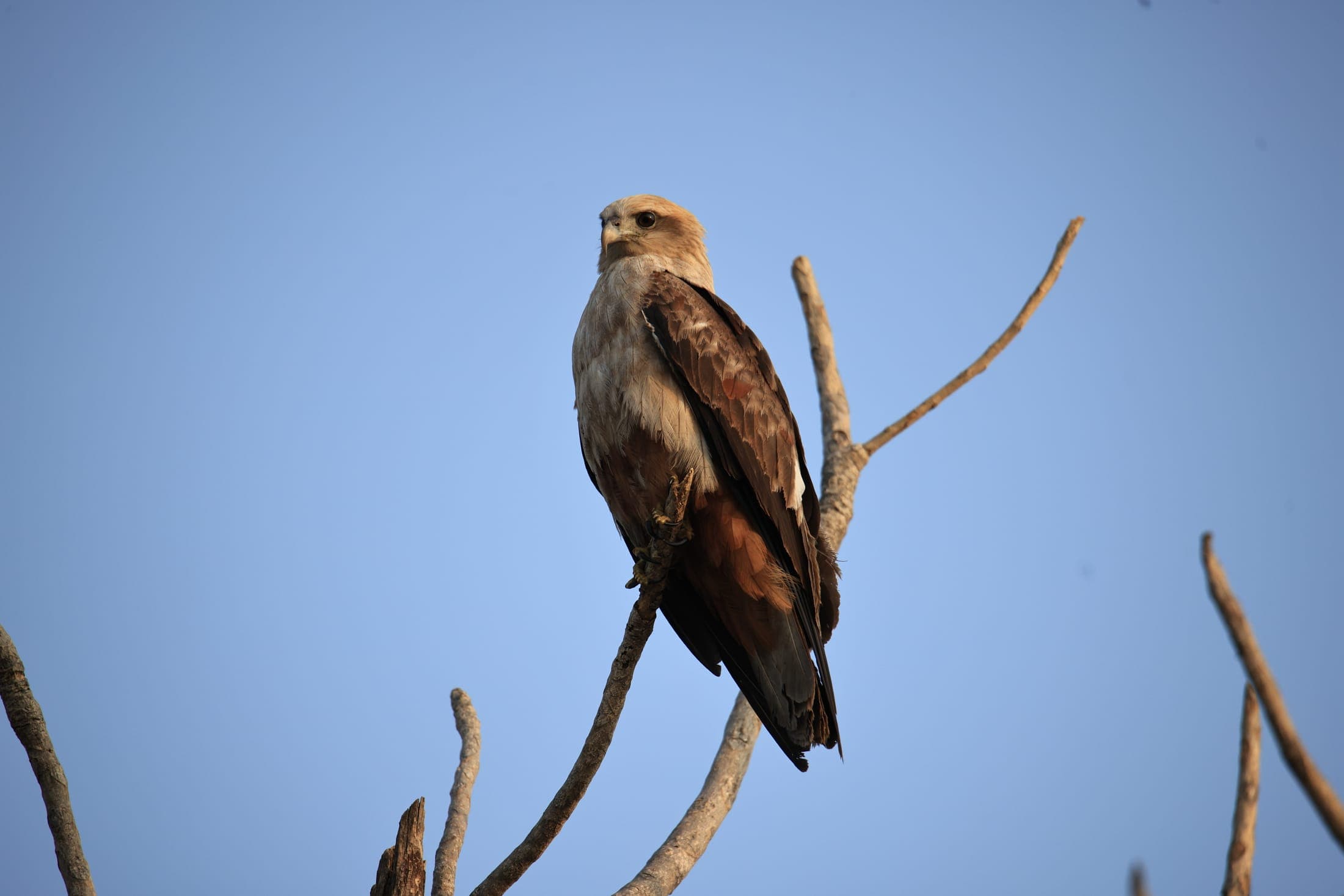Black kite — Rajasthan