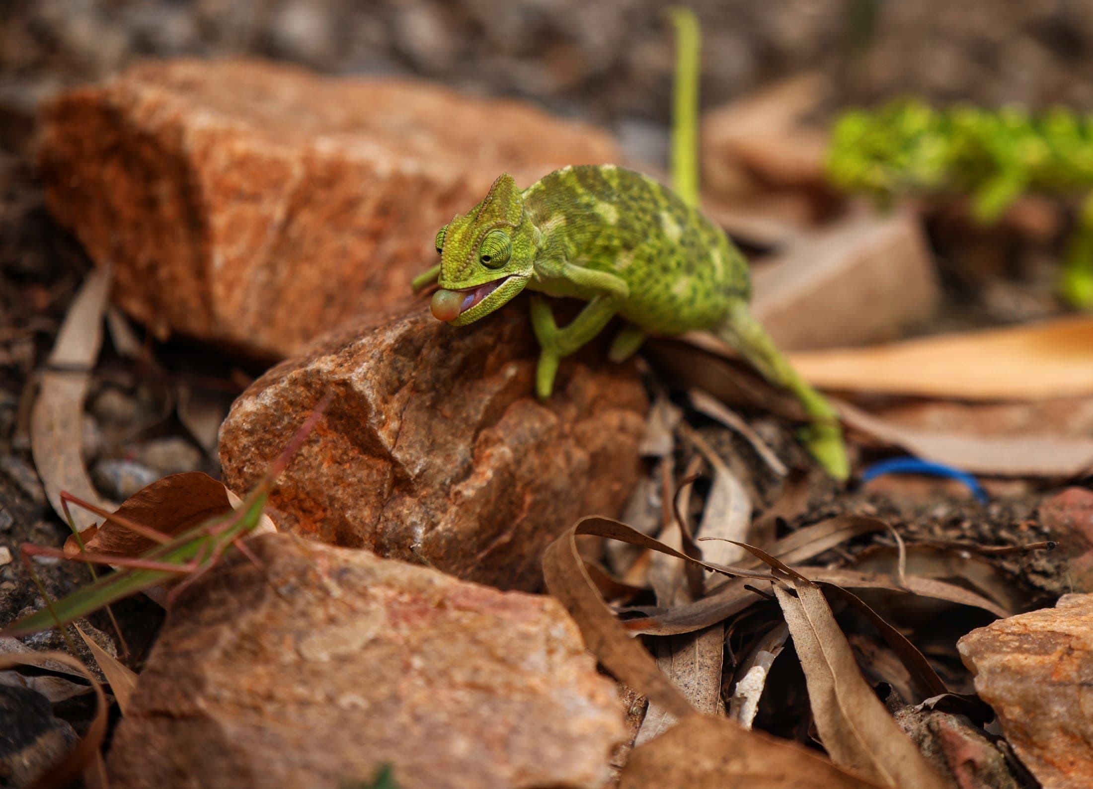 Chameleon on the rocks