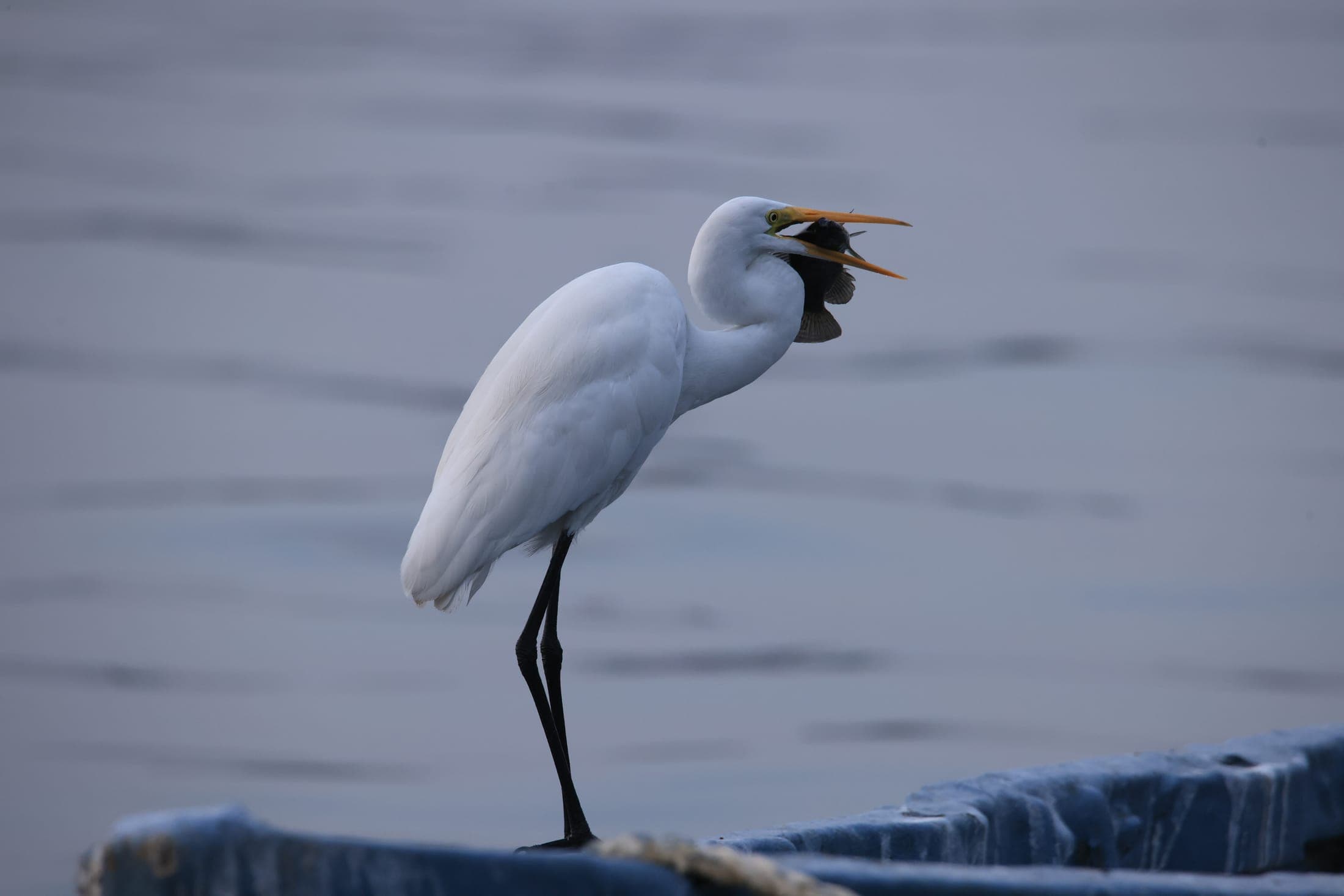 Great egret, the catch