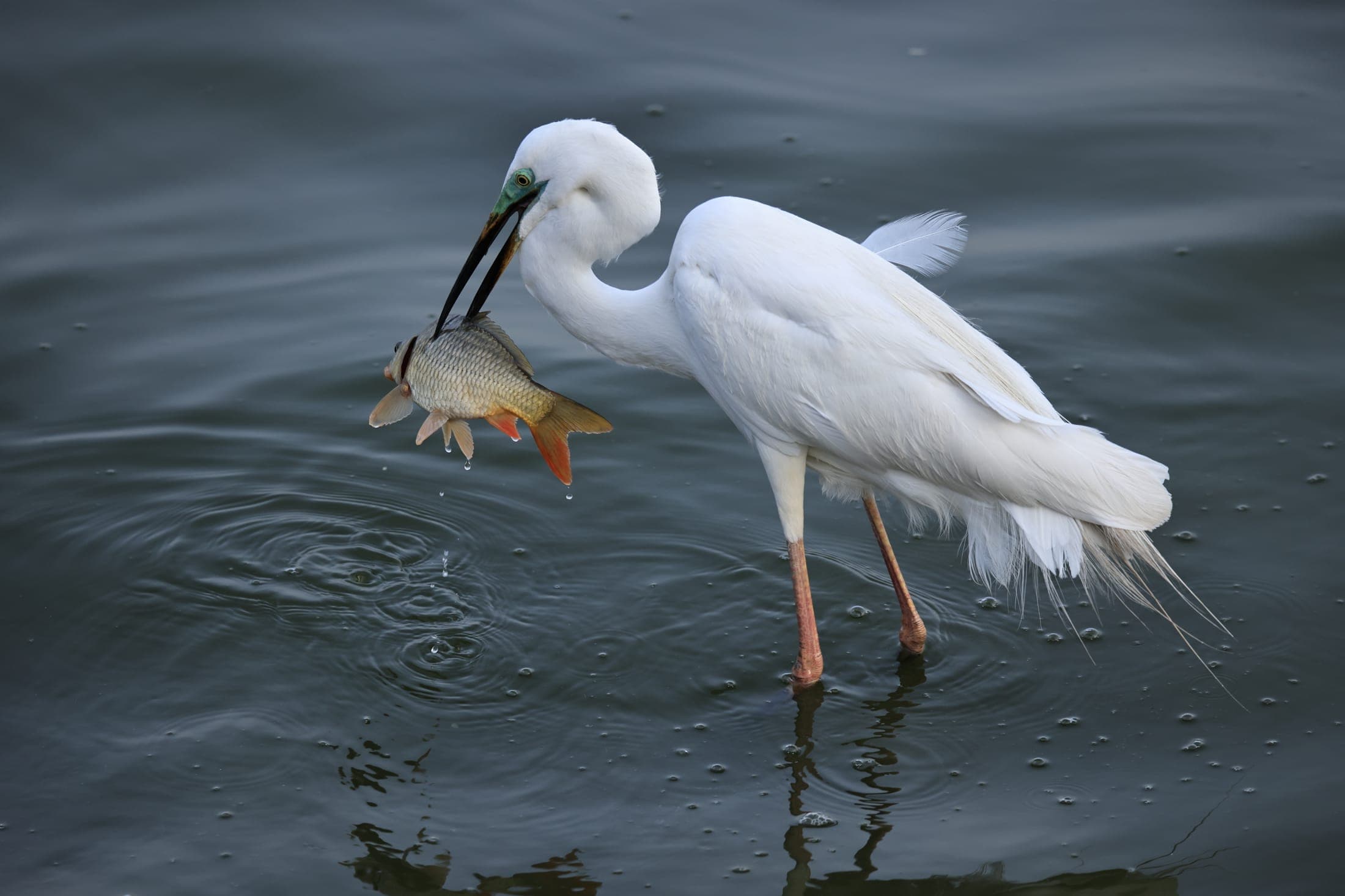 Egret and the fish — Rajasthan