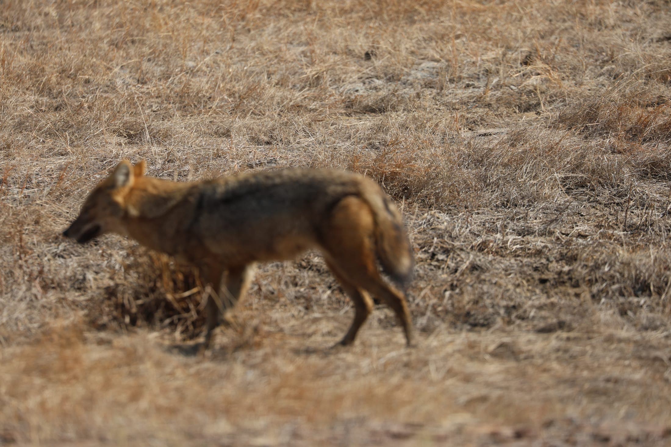 Golden jackal — Rajasthan