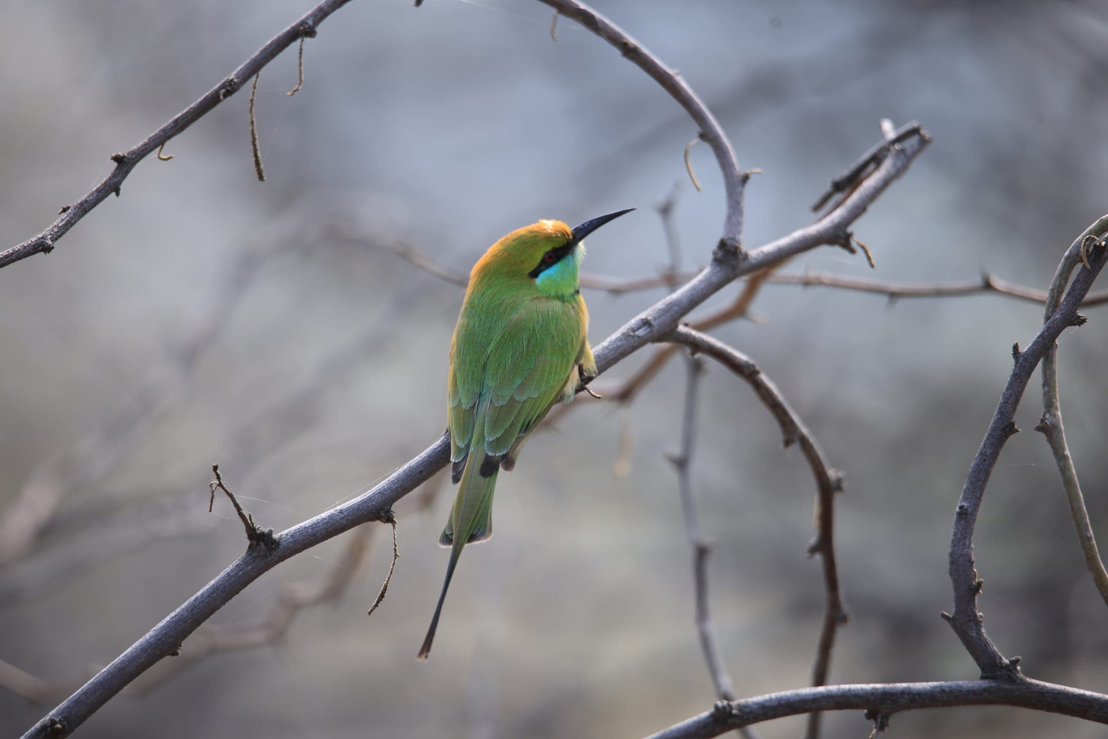 Green bee-eater — Rajasthan