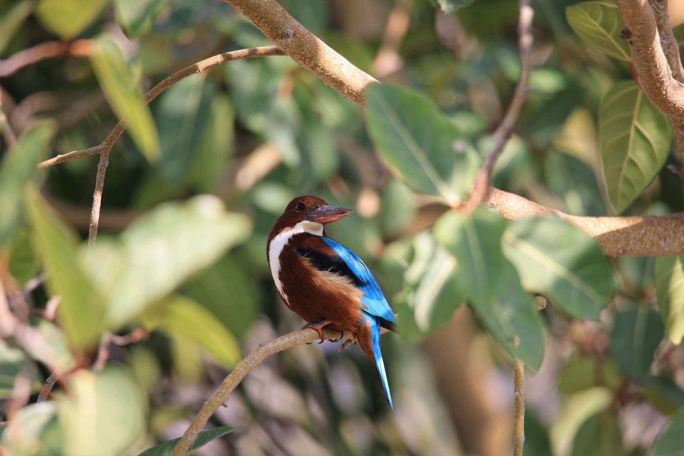 White-throated kingfisher — Rajasthan