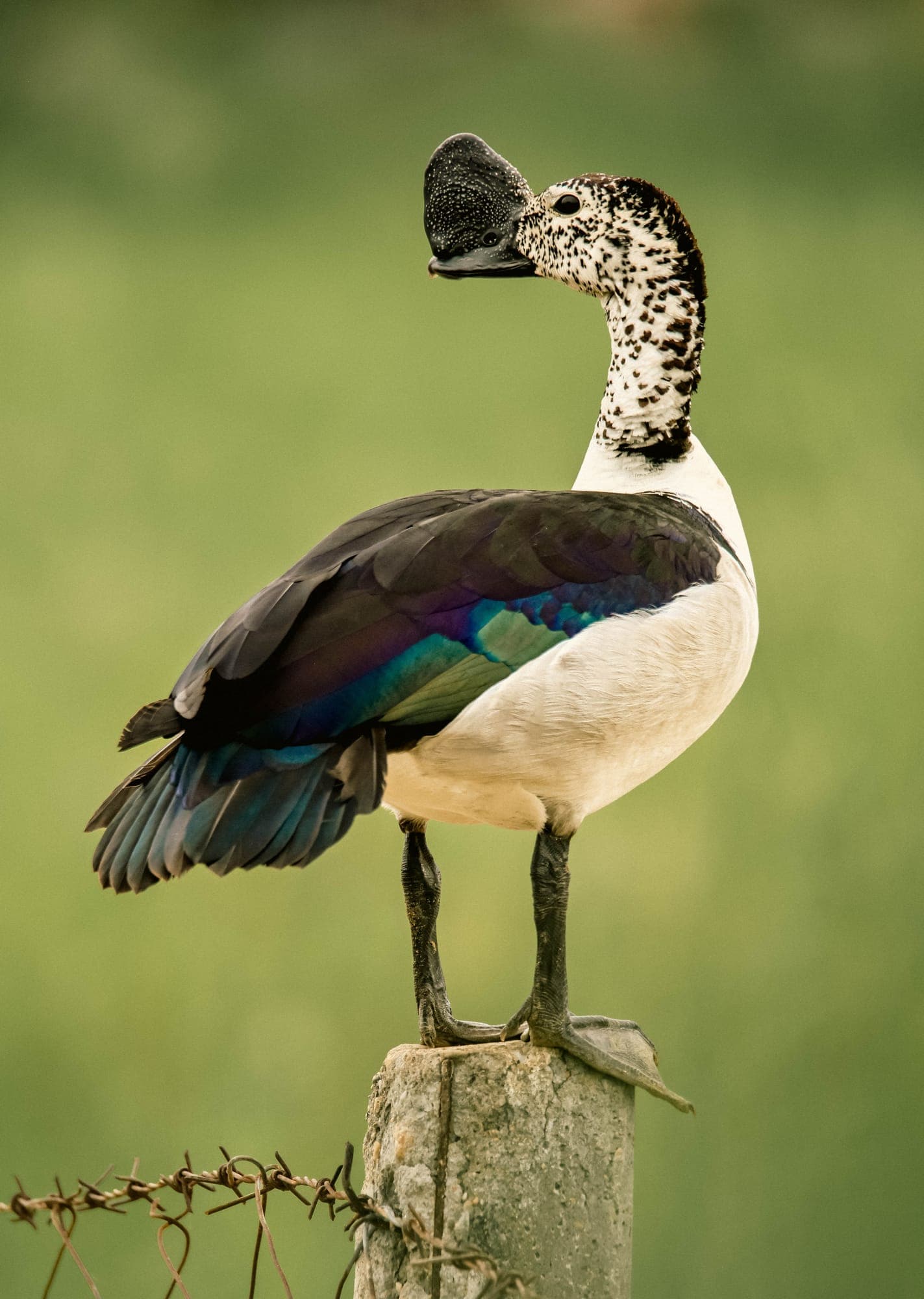 Knob-billed duck — Ajmer