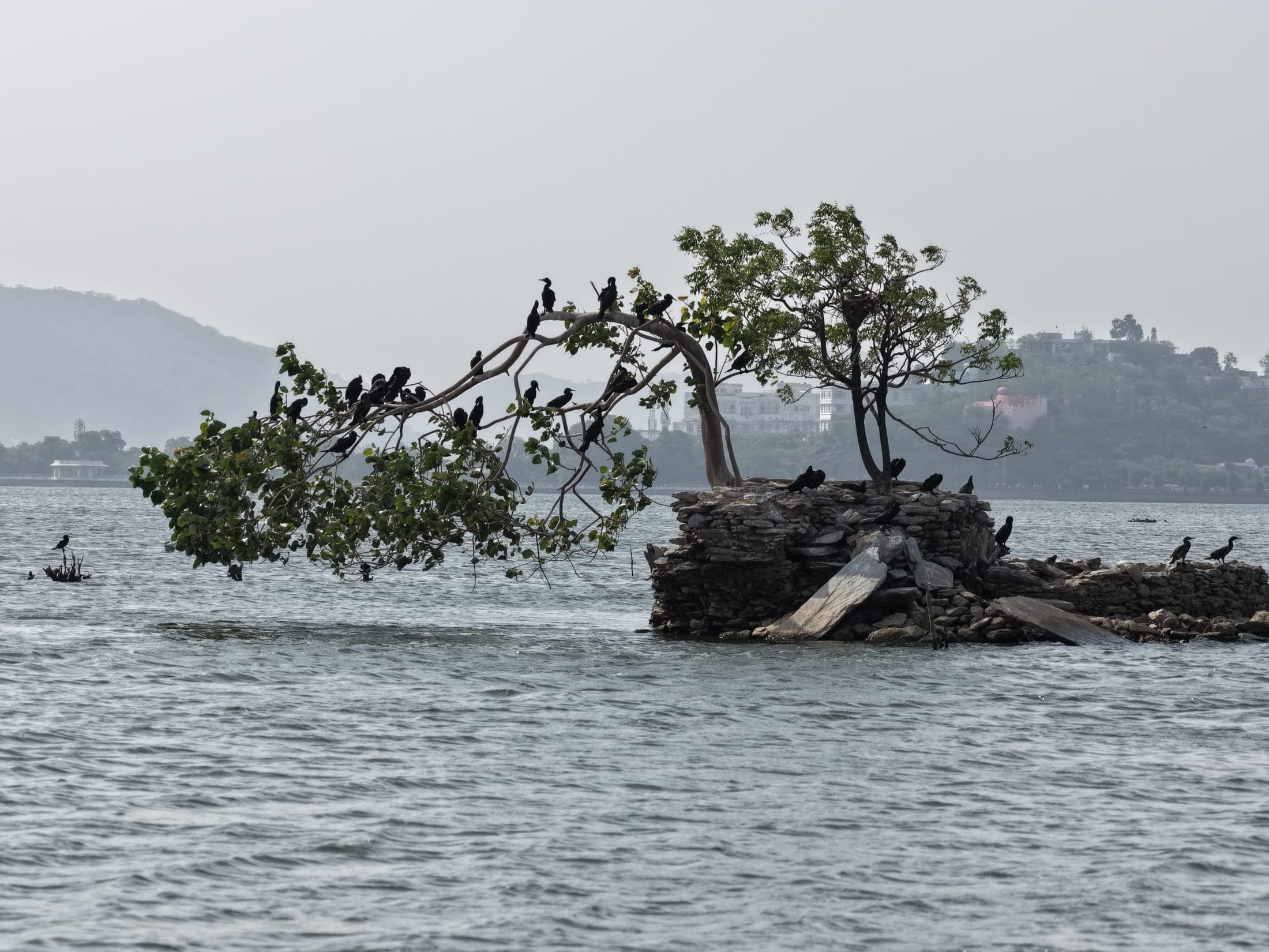 The island tree
