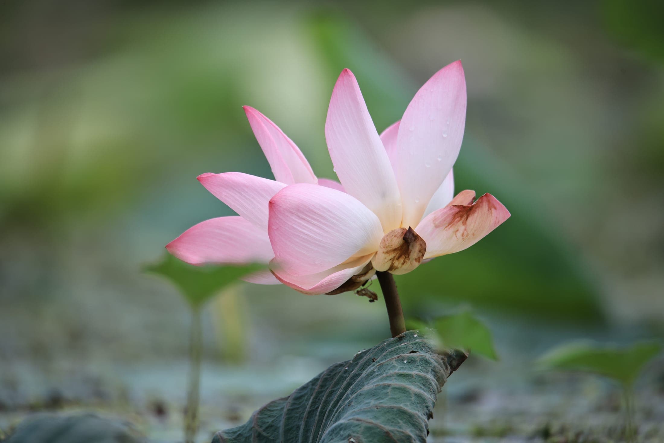 Lotus