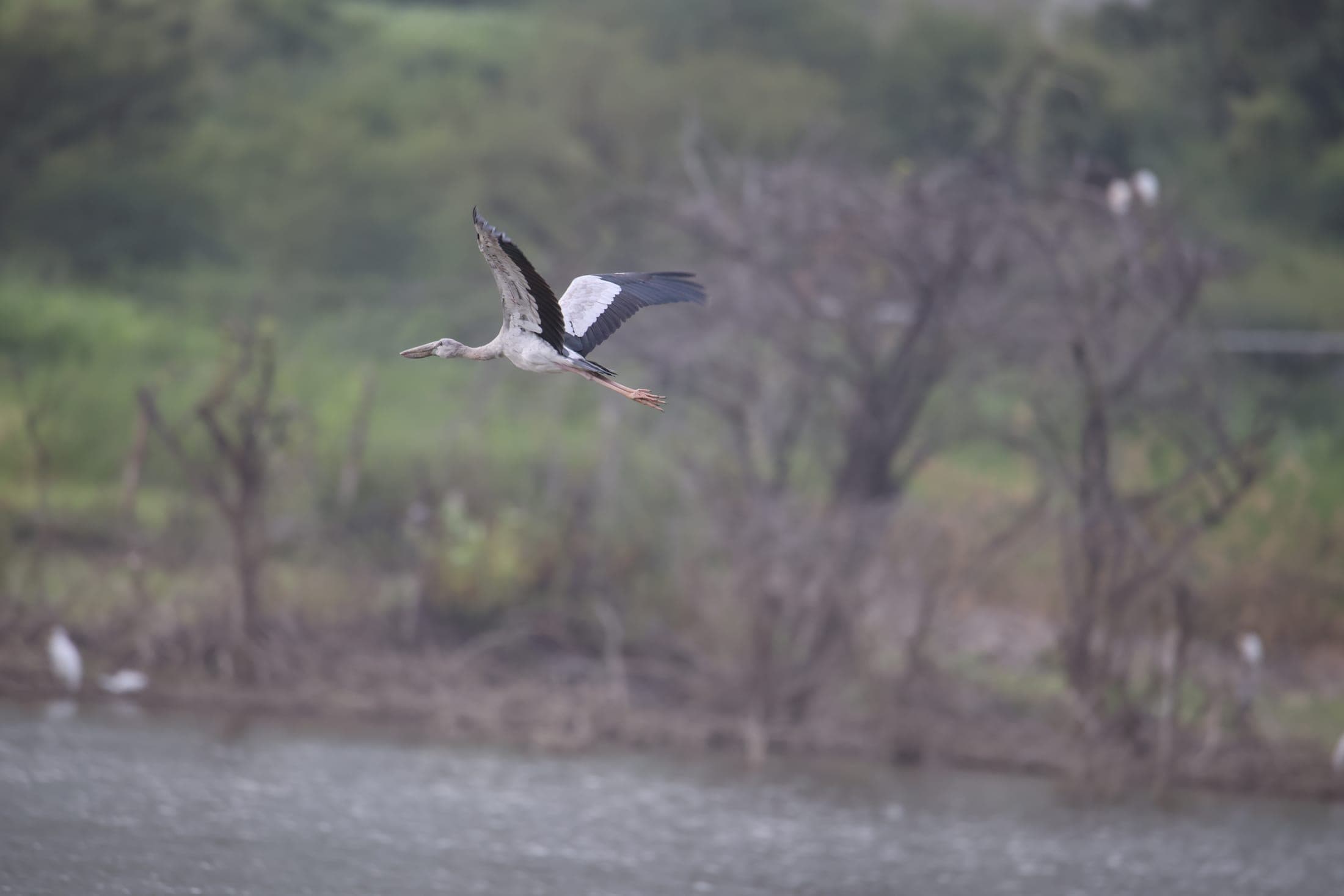 Asian openbill in flight — Ajmer