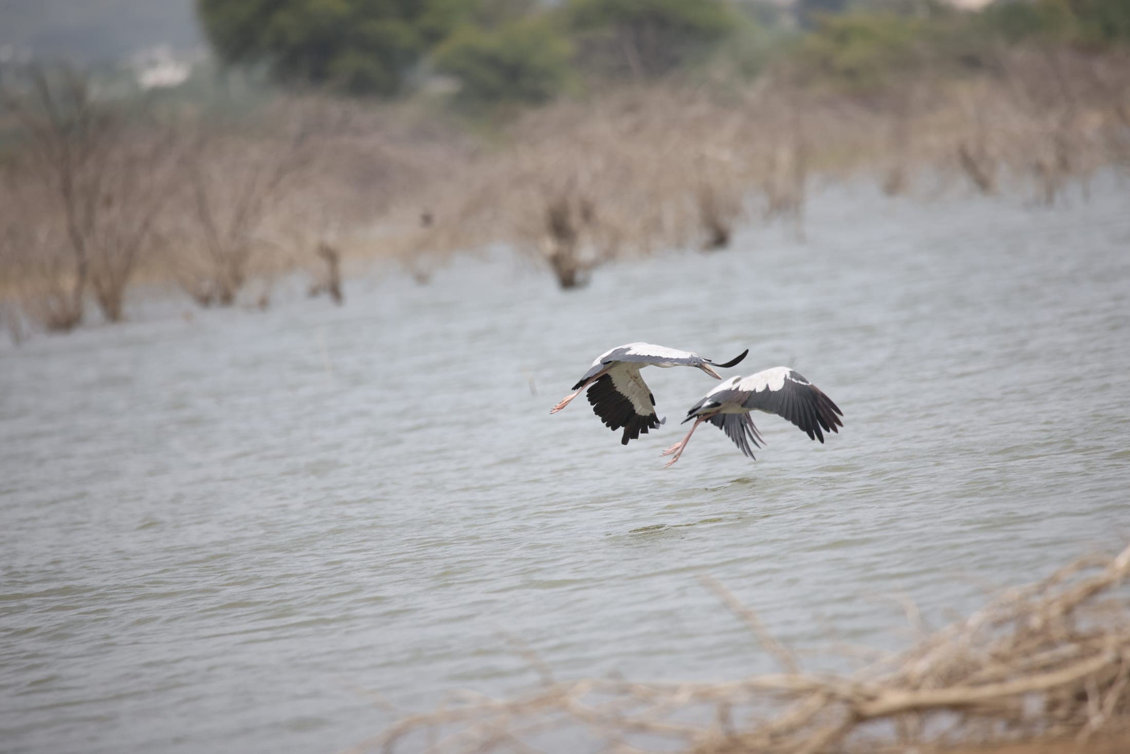 Openbills over the water — Ajmer