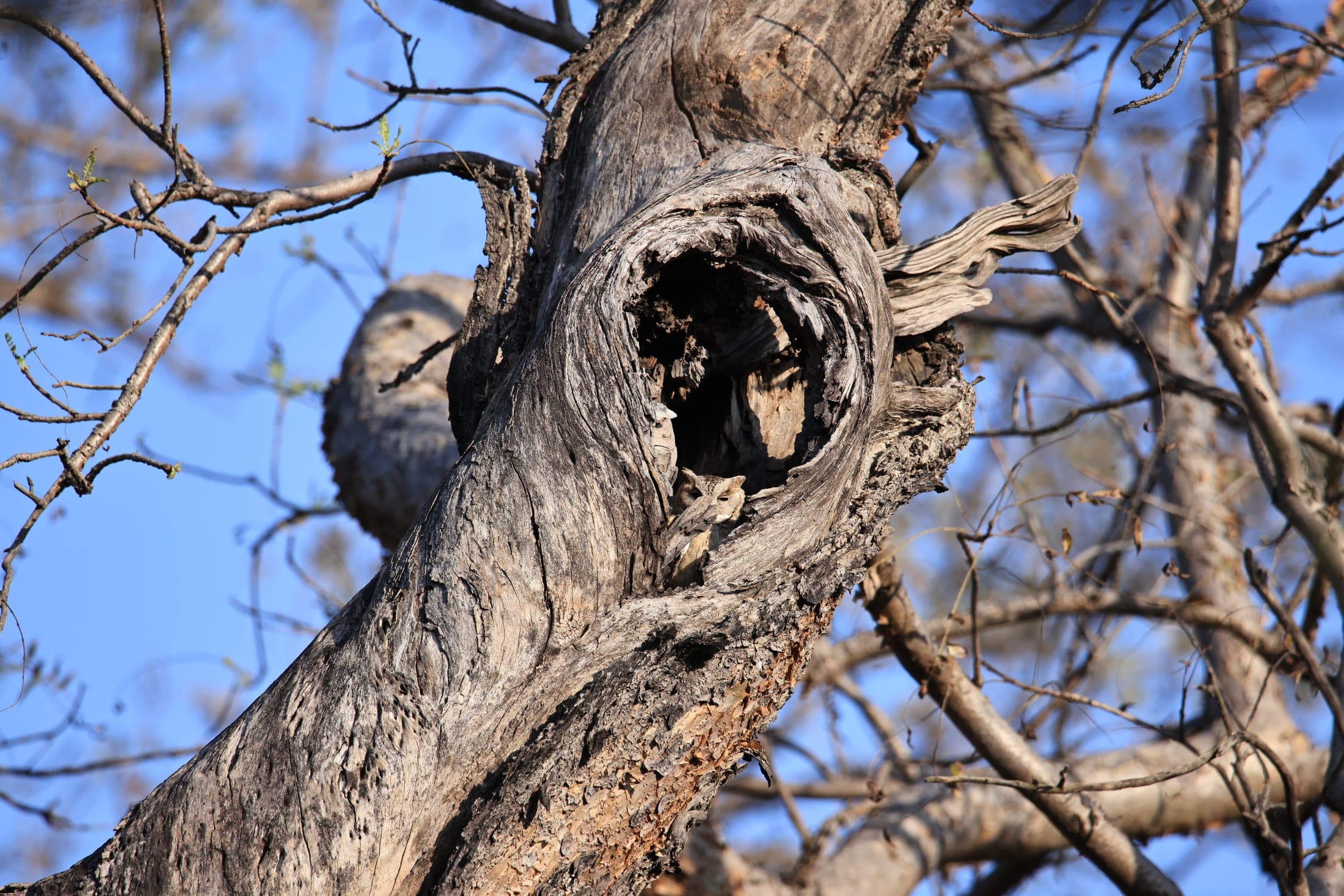 Owl — Rajasthan