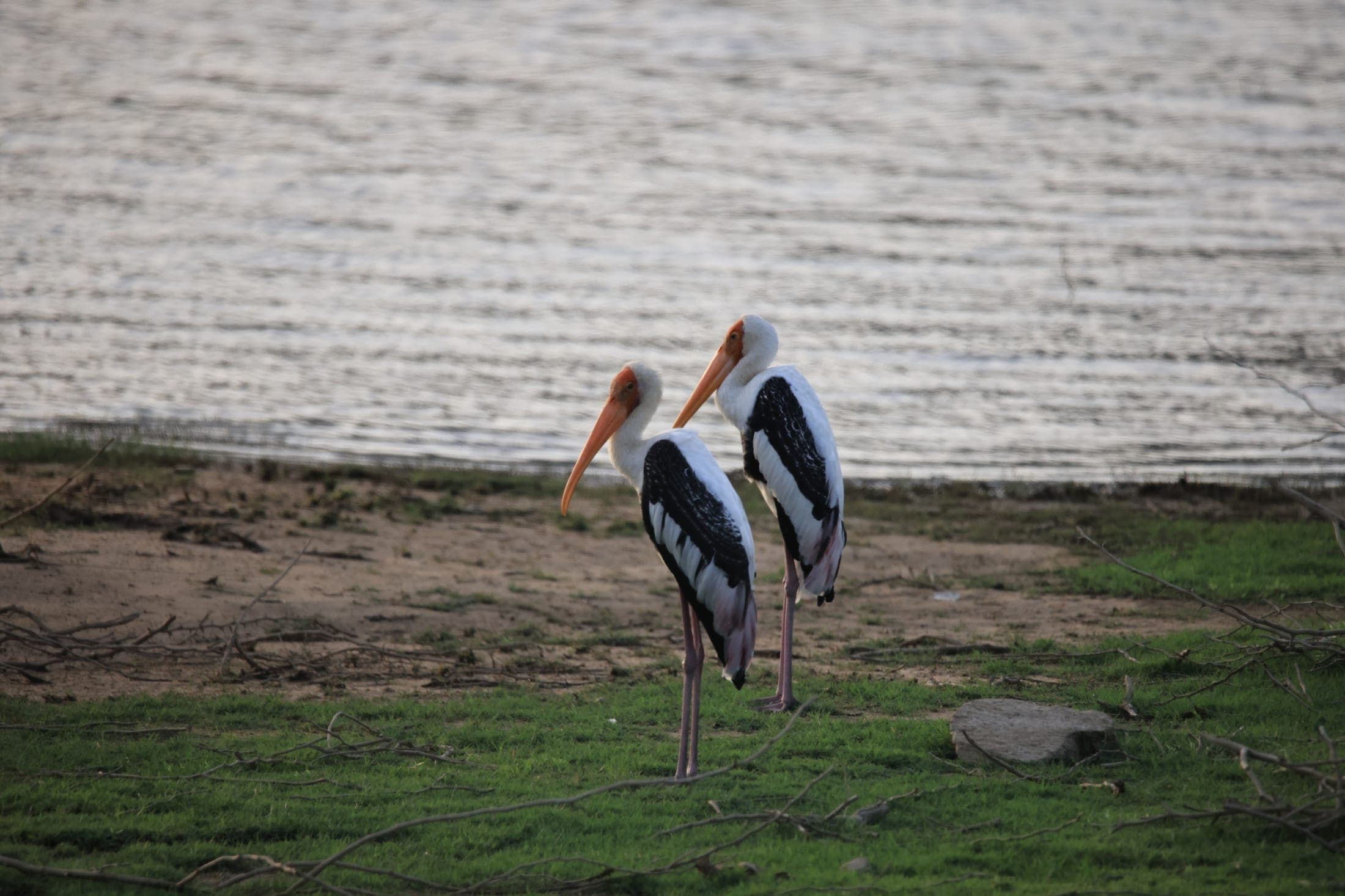 Painted storks