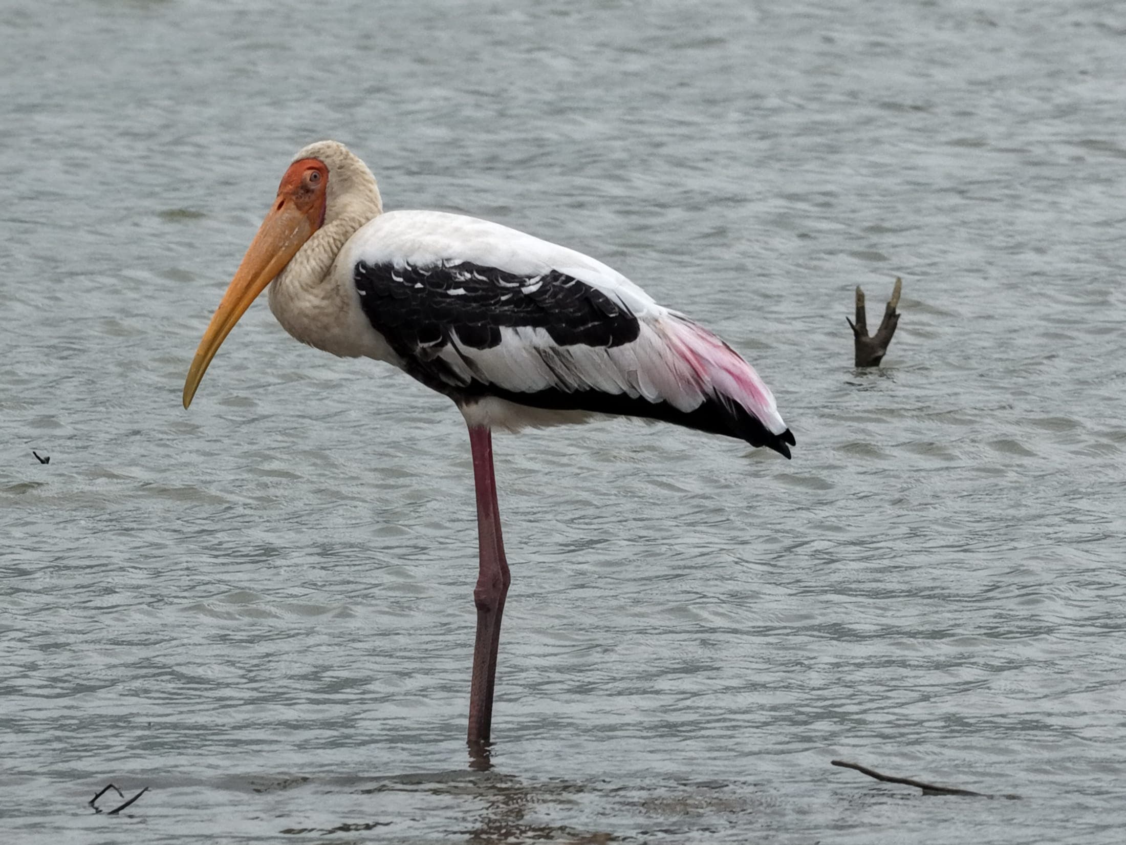 Painted stork — Ajmer