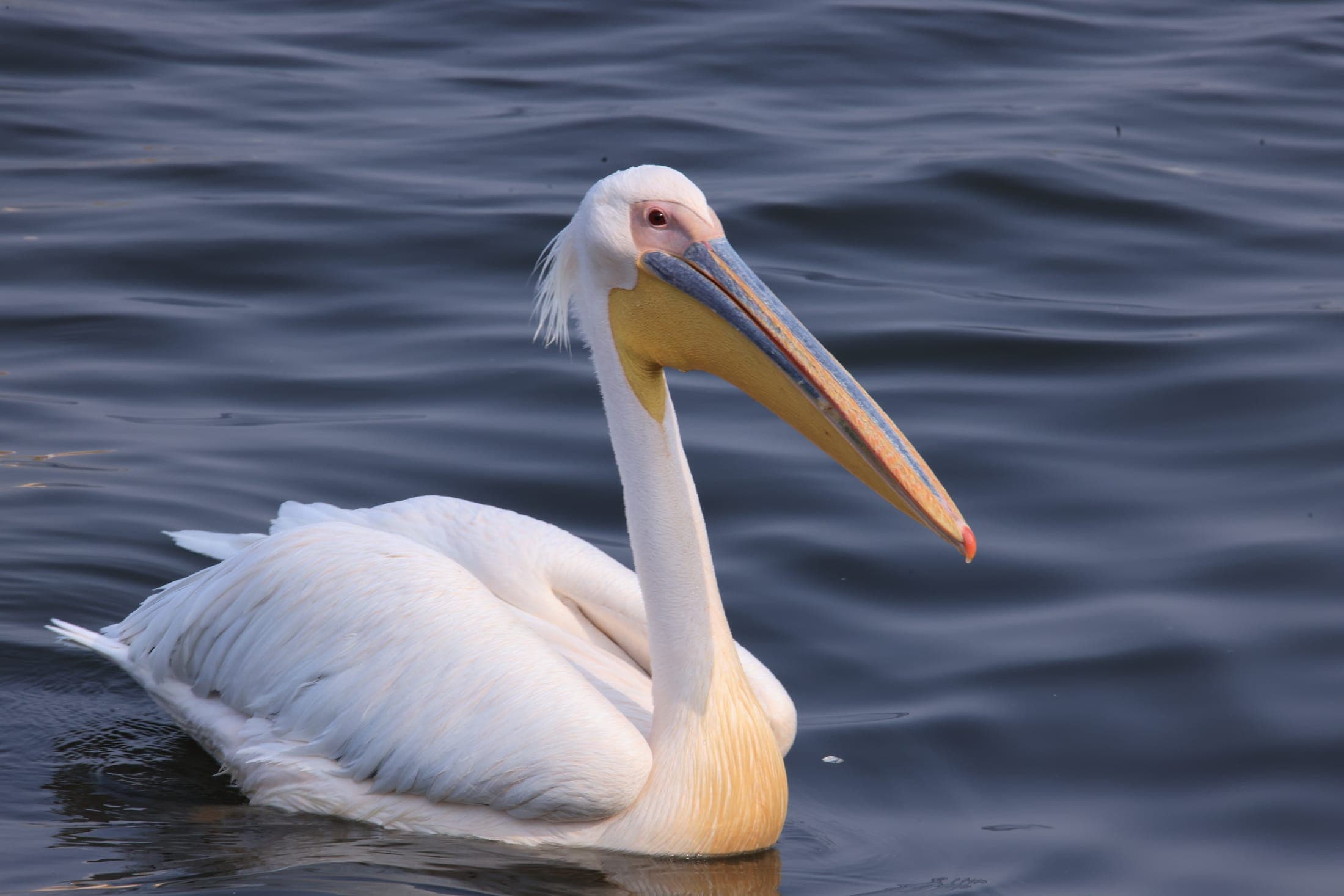 Great white pelican
