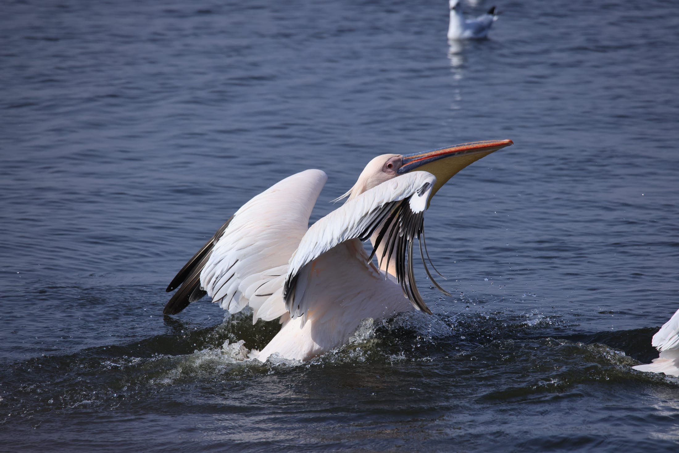 Pelican, wings up