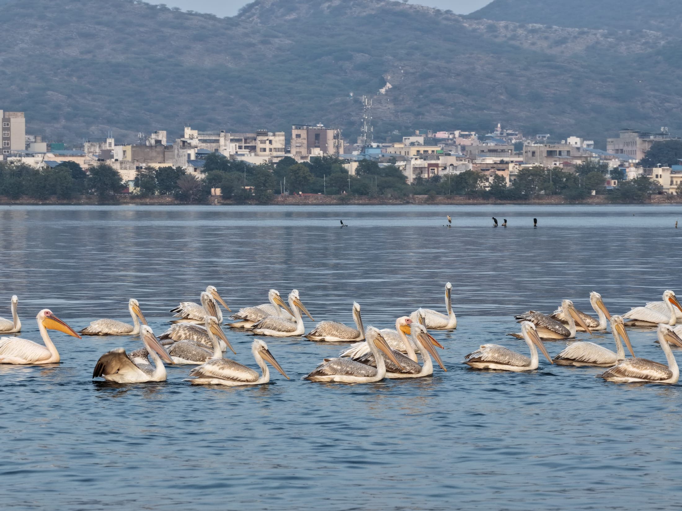 Pelicans on Ana Sagar — Ana Sagar, Ajmer
