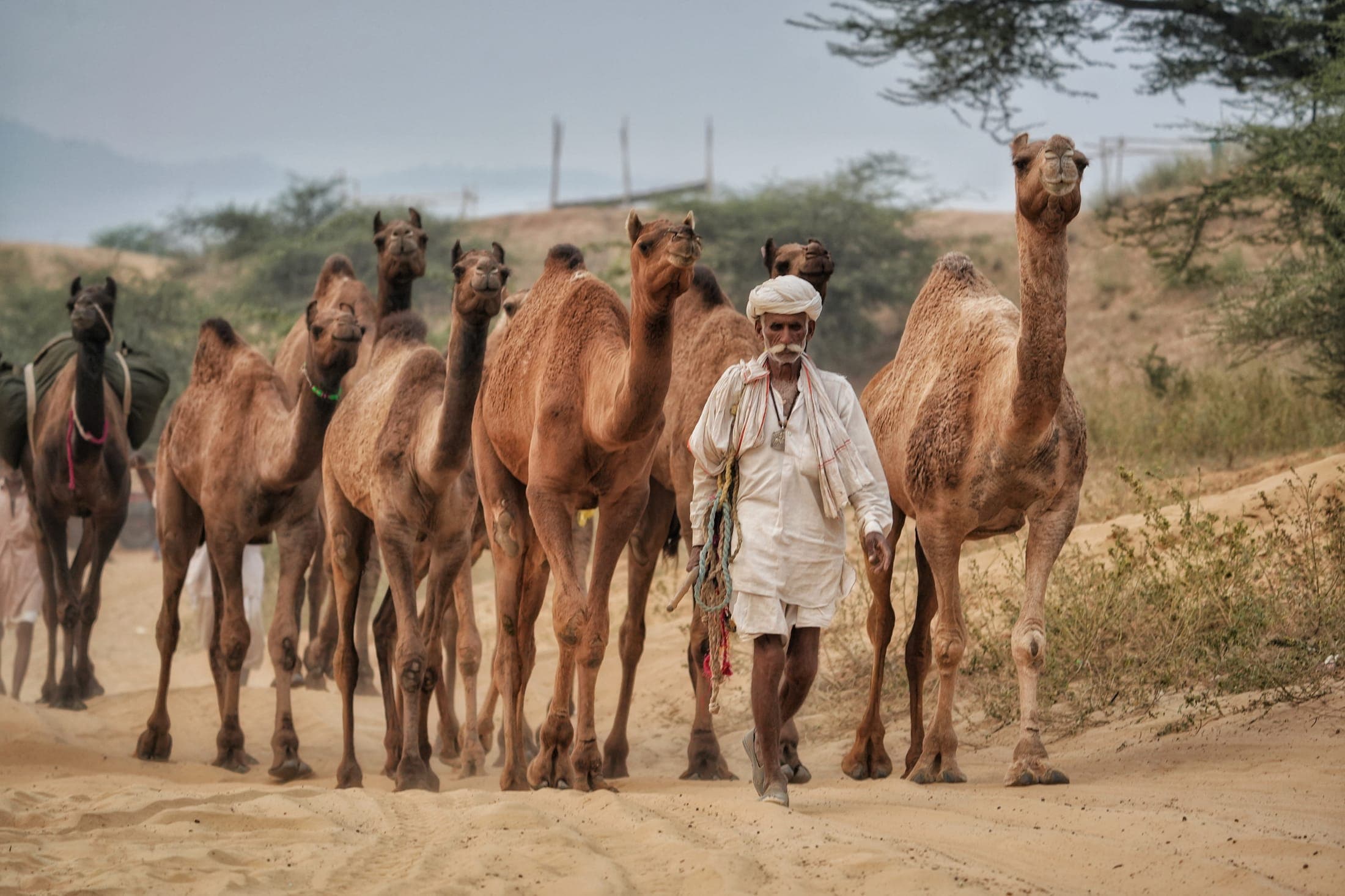 The caravan