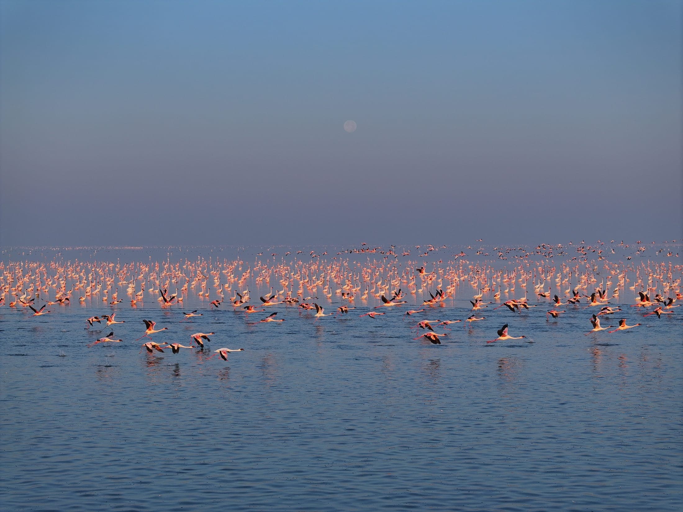 Flamingos at first light — Sambhar Lake