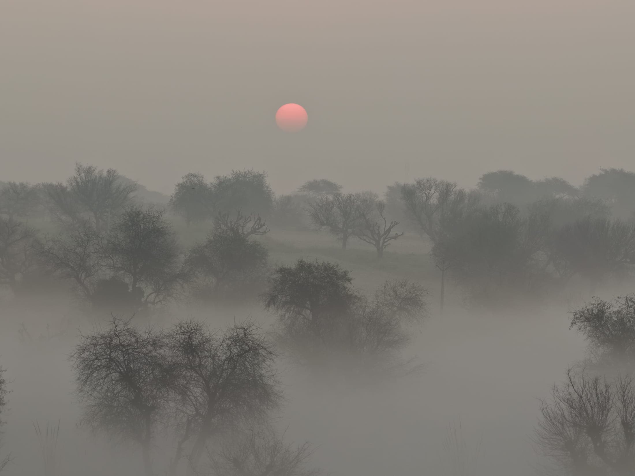 Sun through the fog