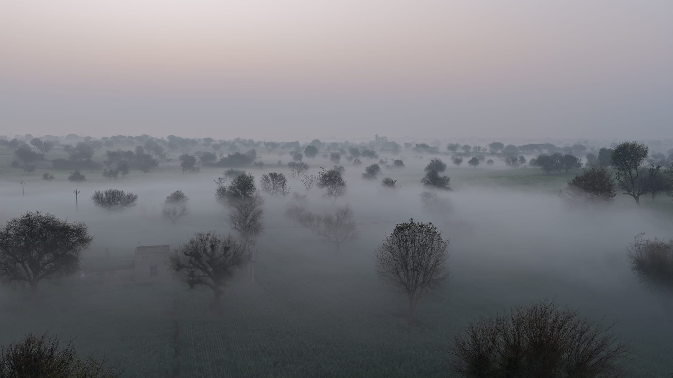 Winter fog, Shekhawati