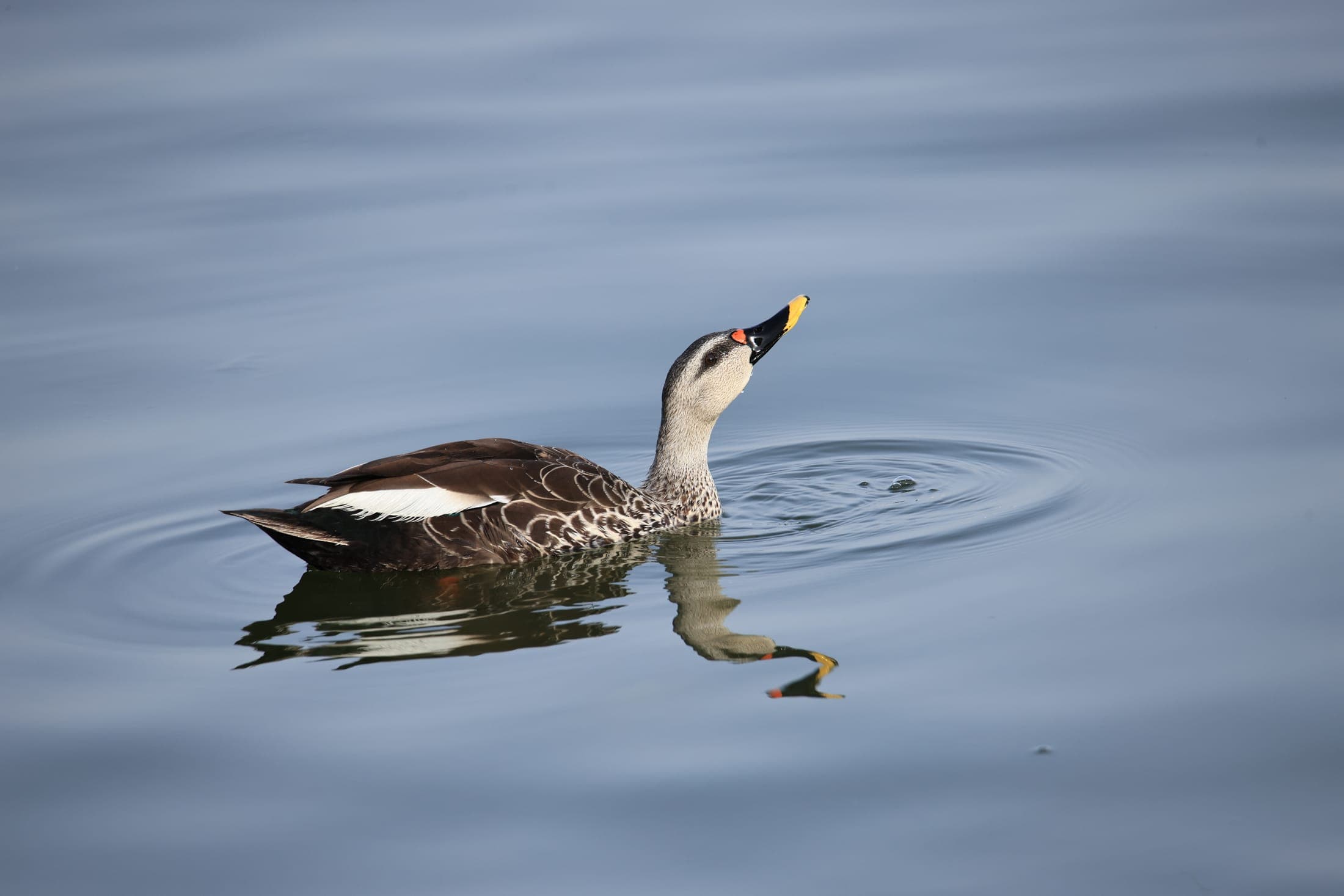 Spot-billed duck — Rajasthan