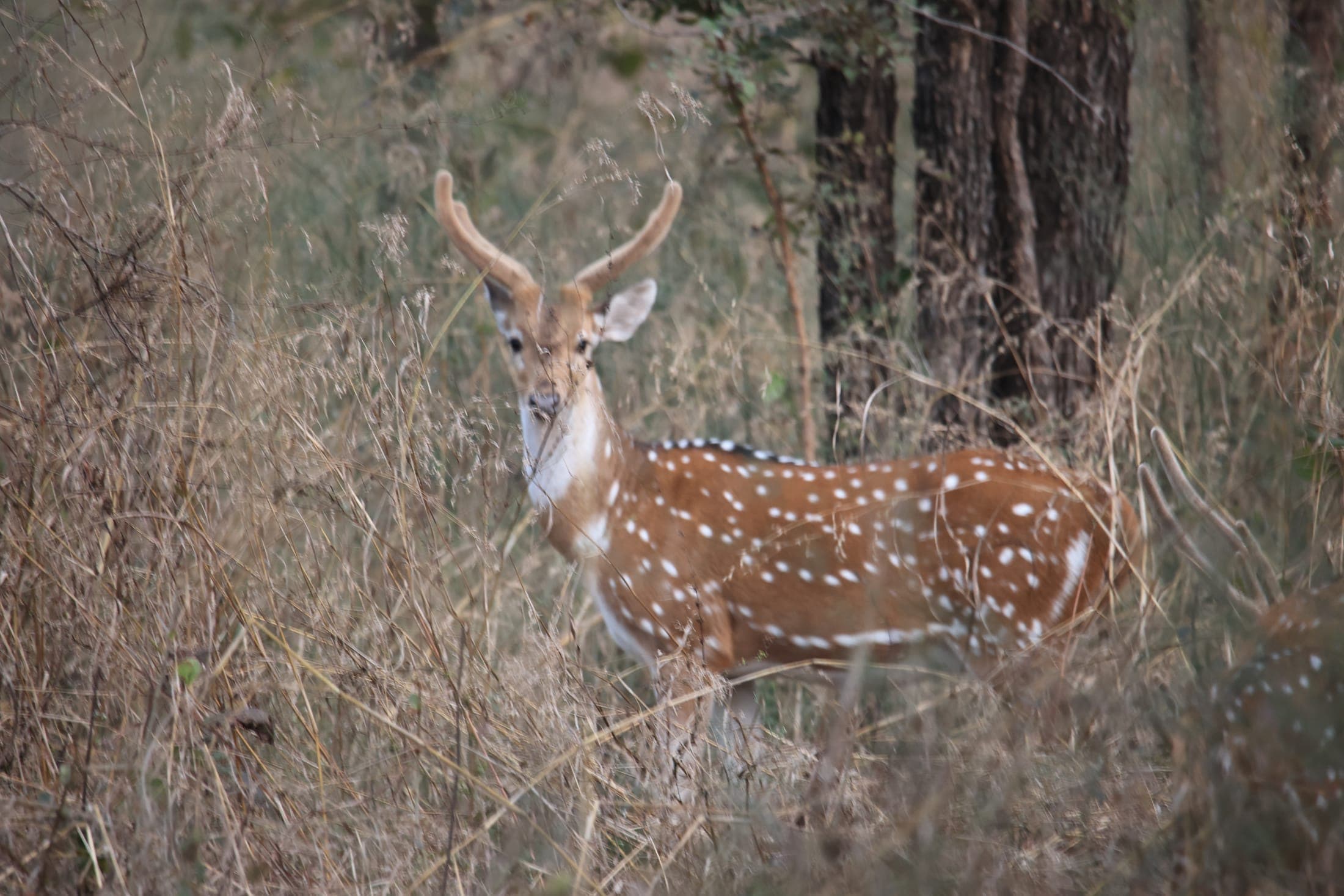Spotted deer — Rajasthan