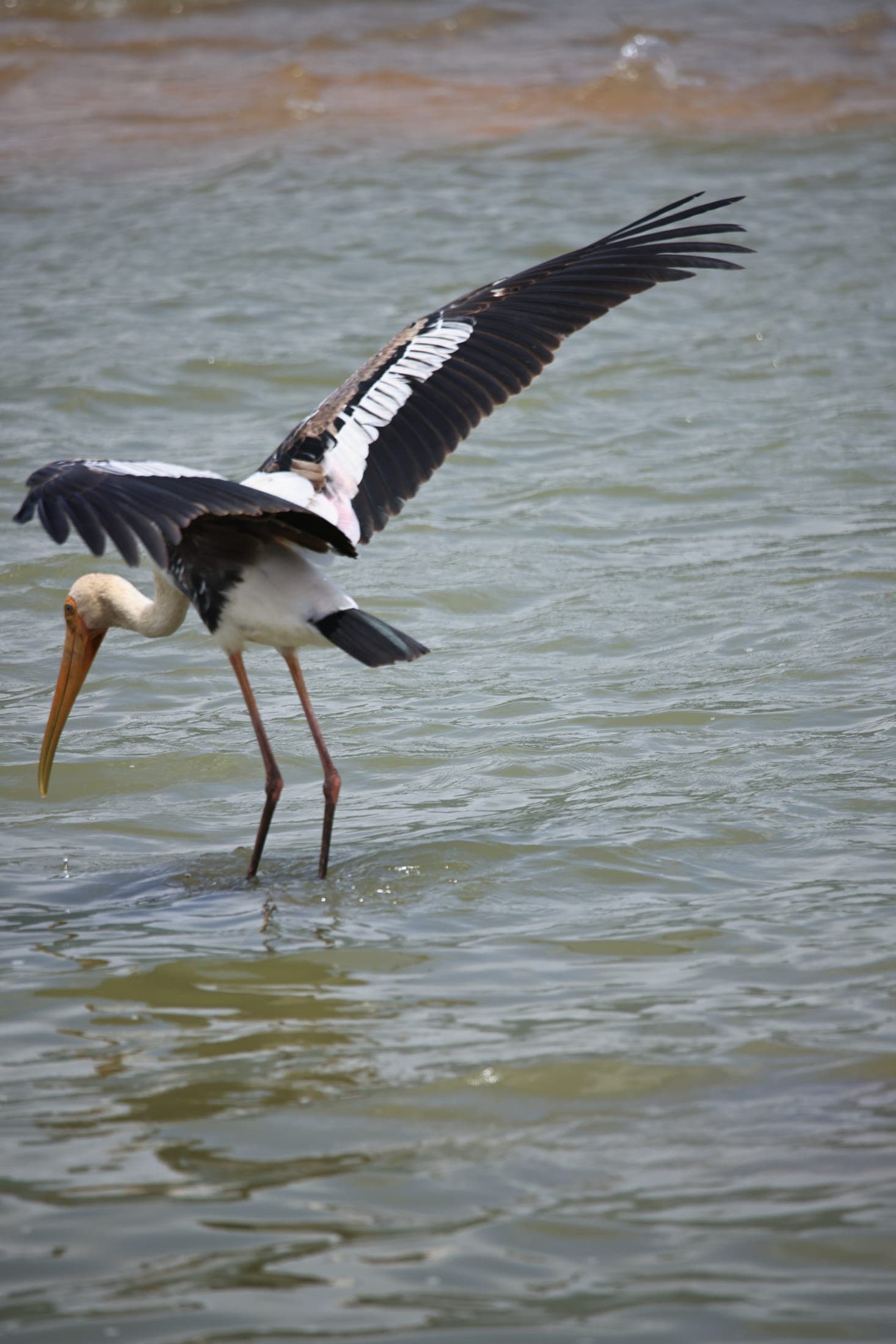 Painted stork, wings open — Rajasthan