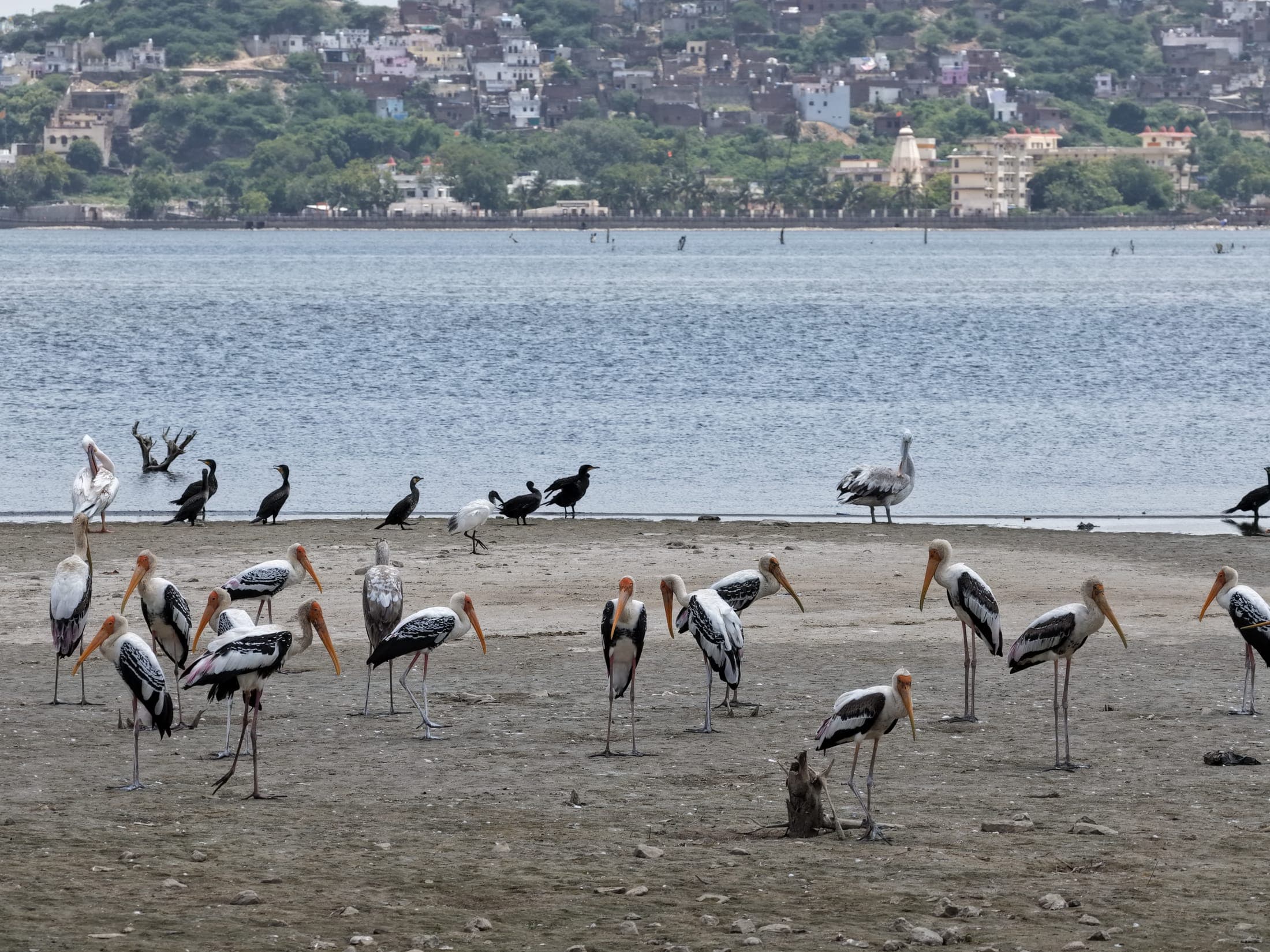 Painted storks on the shore