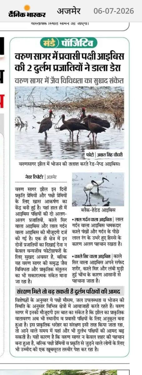 Dainik Bhaskar: Black-headed ibis at Varun Sagar