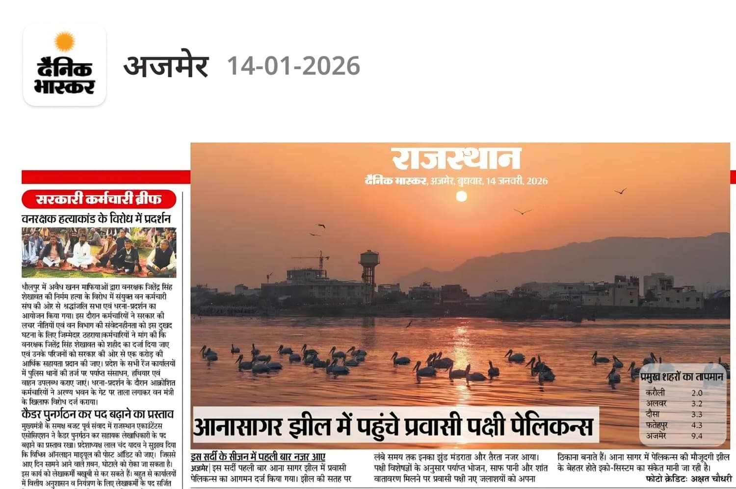 Dainik Bhaskar: Pelicans arrive at Ana Sagar